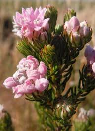 Image result for Phylica