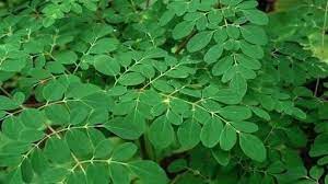 Moringa oleifera is sometimes called the miracle tree. find out more about this tropical plant, and see if the benefits live up to the claims. Daun Kelor Steemit