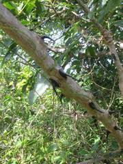 Image result for Zanthoxylum chalybeum