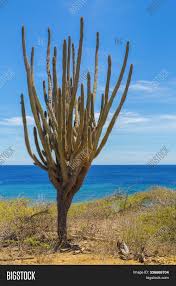 Cacti respond very actively to their environment. Cactus Tree Growing On Image Photo Free Trial Bigstock