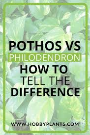 Pothos Vs Philodendron How To Tell The Difference In 2020 Philodendron Philodendron Plant Kalanchoe Blossfeldiana