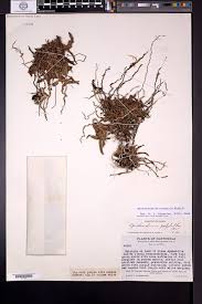 Image result for Microcharis