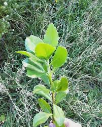 Image result for Chrysanthemoides monilifera