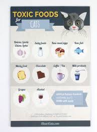 Toxic Cat Foods Magnet Iheartcats Com Cat Food Toxic Foods Kitten Care