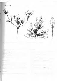 Image result for Zygophyllum leucocladum