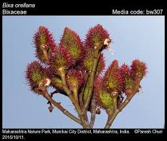 Image result for Bixaceae