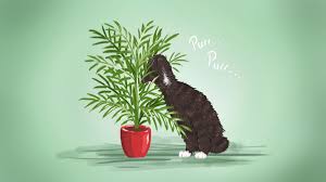 Plants clean your indoor air and make a great addition to decor! The Best Low Maintenance Pet Friendly Houseplants
