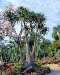 Image result for Aloidendron barberae