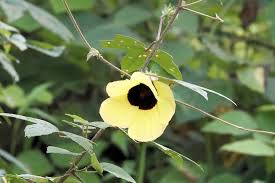 Image result for Hibiscus vitifolius