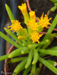 Image result for Senecio barbertonicus