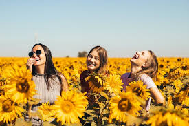 Bunga matahari adalah salah satu bunga yang tergolong dalam satu keluarga kenikir atau asteraceae. 6 Filosofi Bunga Matahari Melambangkan Optimisme Dan Umur Panjang Orami