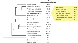 In this article, we're going to give you an idea as to what are the causes of. Comparative And Population Genomics Approaches Reveal The Basis Of Adaptation To Deserts In A Small Rodent Tigano 2020 Molecular Ecology Wiley Online Library