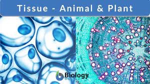 Check spelling or type a new query. Tissue Definition And Examples Biology Online Dictionary