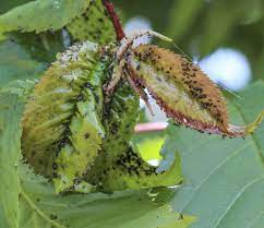 Should i just use soapy water to keep them away? Plum Tree Bugs Learn About Plum Tree Insect Problems And Treatment