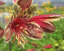 Image result for Alstroemeria pulchella