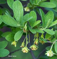 Image result for Diospyros lycioides
