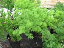 Asparagus Macowanii Or My Friend The Ming Fern Shade Plants Plants Ornamental Plants