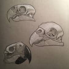 Parrot Skull Study Skull Drawing Art Sketches Body Drawing