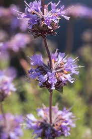 Image result for Commicarpus pedunculosus