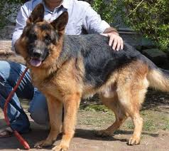 168 likes · 7 talking about this. City Dog Center Home Facebook