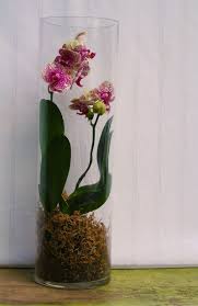 Easy Ways To Dress Up Your Orchids Beautiful Terrariums Plant In Glass Orchid Terrarium