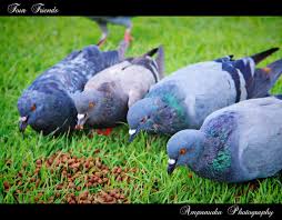 four friends fed pigeon ส สหาย นกพ ราบก นอาหารเม ด animals pigeon bird