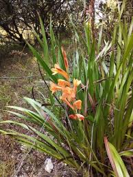 Image result for Watsonia