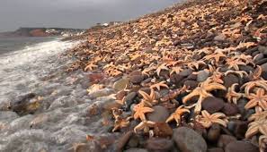 Apabila ombak surut, tapak sulaiman itu kekal di situ dan tidak dapat kembali ke laut lagi. Mengapa Starfish Digelarkan Tapak Sulaiman Dalam Bahasa Melayu Iluminasi