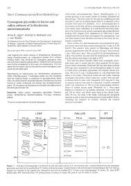 Image result for Schlechterina mitostemmatoides