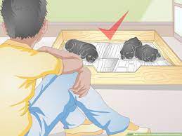 The time from the moment a puppy is born until they are a at this point, newborn puppies are completely and utterly vulnerable. How To Keep Newborn Puppies Warm And Clean 11 Steps