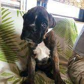 My Boxer Dog Keeps Hacking Best Boxer Breeders Near Me Boxer Boxerpuppies D Boxer Boxer Breeders Boxer Dogs Dogs And Puppies