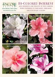 How To Choose Encore Azalea Color Patterns Azaleas Azaleas Landscaping Azalea Color