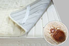 They are tricky to identify. What Are Bed Bugs And Why Do You Need To Remove Them From Your Home