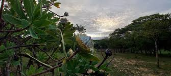 Image result for Protea gaguedi