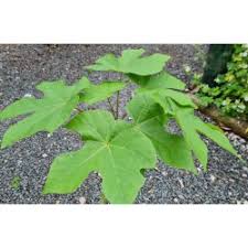 Check spelling or type a new query. Quercus Cerris Argenteovariegata