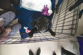 Cat adoption & rescue nashville cat rescue. Nonprofit Spotlight Best Friend Pet Adoption Cary Magazine