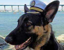 Capt Gsd Dog Hat Dogs Dog Cat
