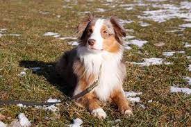 Find australian shepherd dogs and puppies from california breeders. Mini Australian Shepherd Alle Infos Zur Rasse Die Tierexperten