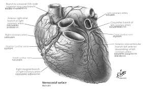 Free Free Svg Heart Vessel 248 SVG PNG EPS DXF File