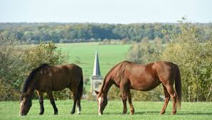 Emballage cartier adapte ses pratiques pour suivre la vague. Carte Retour Sur La Mysterieuse Serie De Mutilations De Chevaux Ces Derniers Mois En France