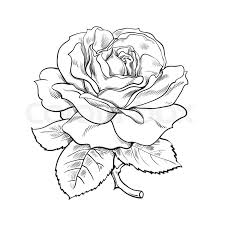 If you don't have a green thumb, however, you can still create a rose on paper. Black And White Rose Drawing At Paintingvalley Com Explore Collection Of Black And White Rose Drawing