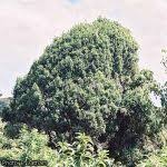 Image result for Ilex mitis