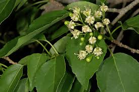 Image result for Cordia afra