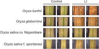 Image result for Oryza barthii
