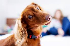 Create good routines, stick to them, and your pup's behavior will be predictable and good. The Five Best Dog Breeds For Your Arizona Apartment Heers Management