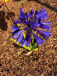 Image result for Agapanthus inapertus