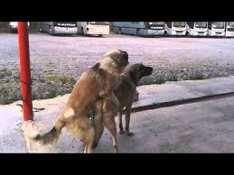 Kangal Kopek Ciftlesmesi Youtube