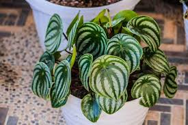 Image result for Peperomia molleri