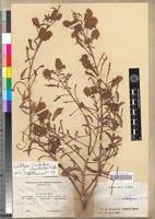 Image result for Combretum xanthothyrsum