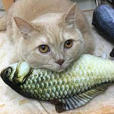 Можно ли котам рыбу с костями - Зоо Мир